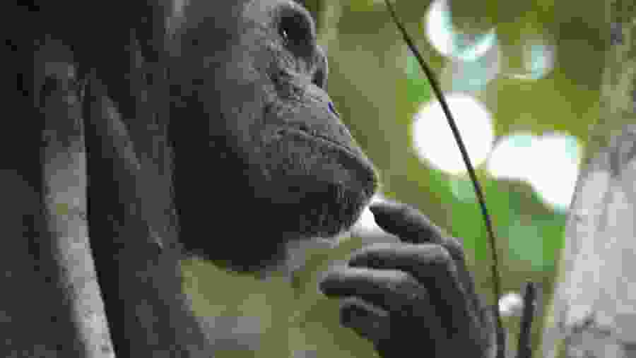 Chimpanzee at Mahale Mountains National Park