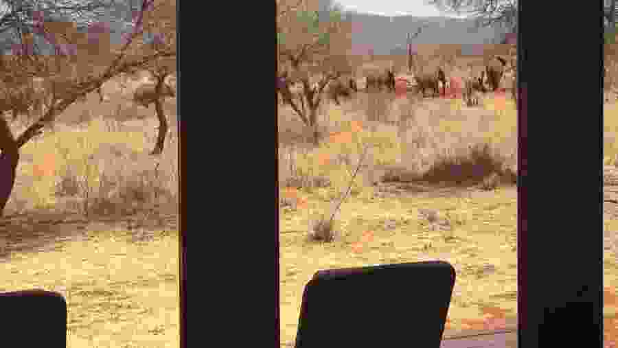 Aquila Private Game Reserve Safari