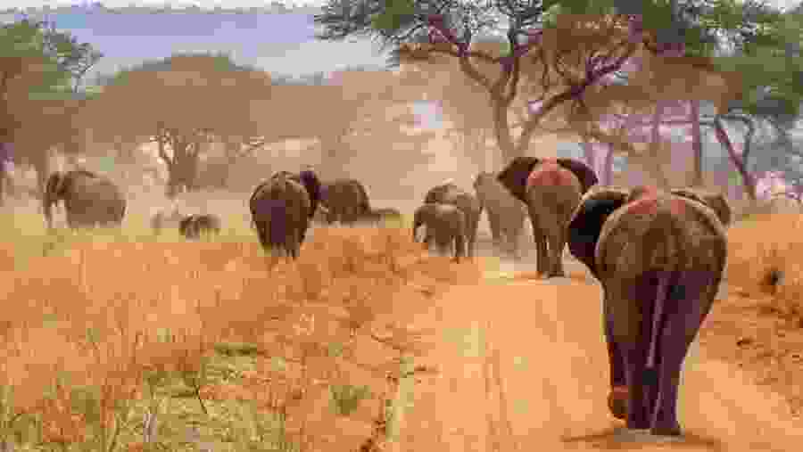 Elephants