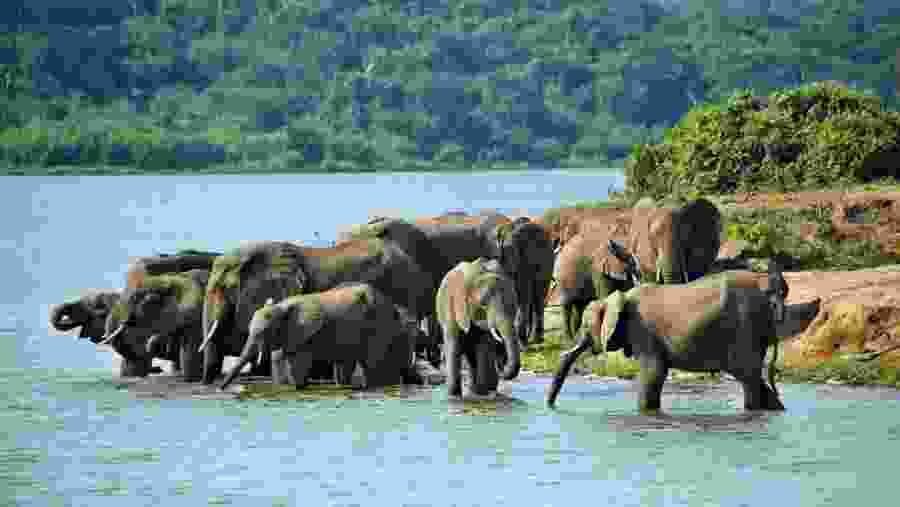 Elephant herd