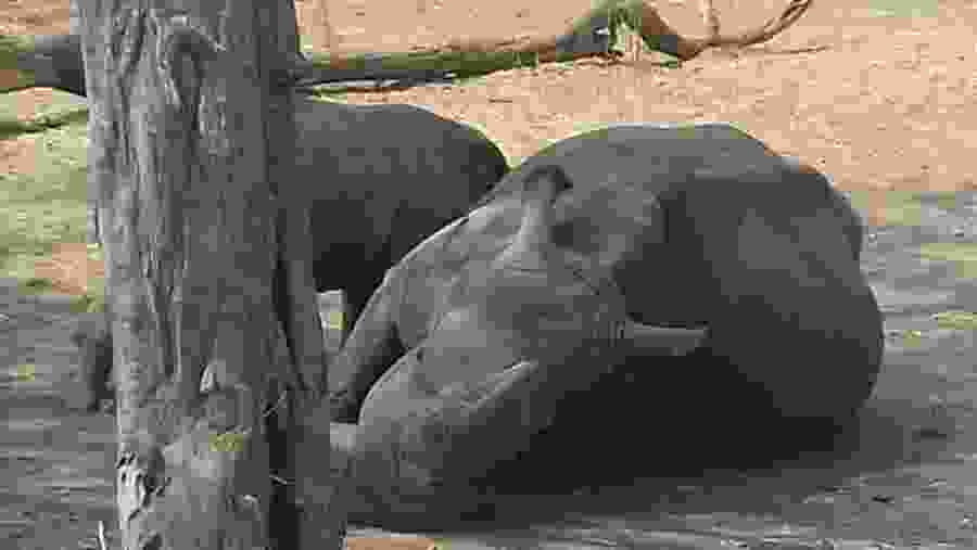 Witness beautiful White Rhinos on a Walking Safari in Zambia