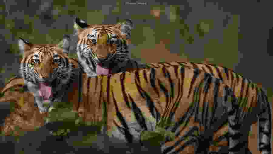 Indian Tigers