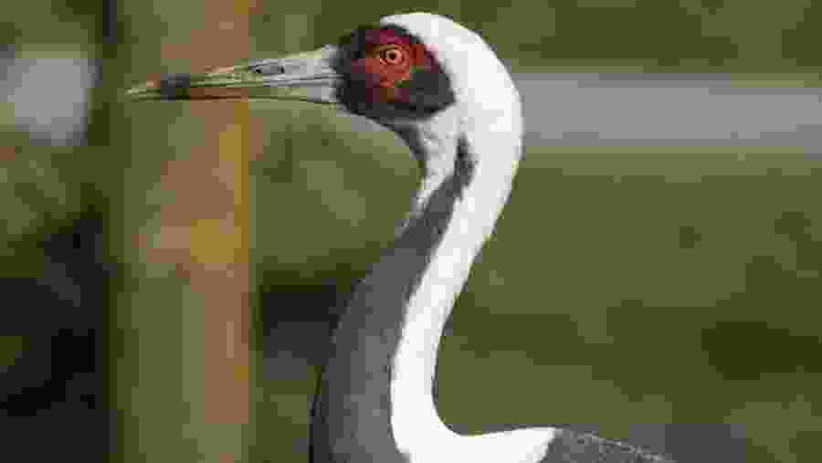 White Naped Crane