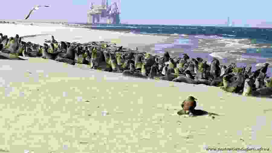 Cape Fur Seals at Pelican Point in Walvis Bay