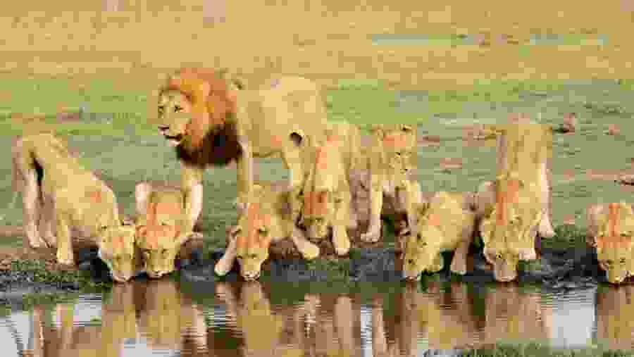 Tanzania Safari Adventure