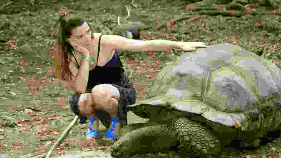 Meet Giant Tortoises
