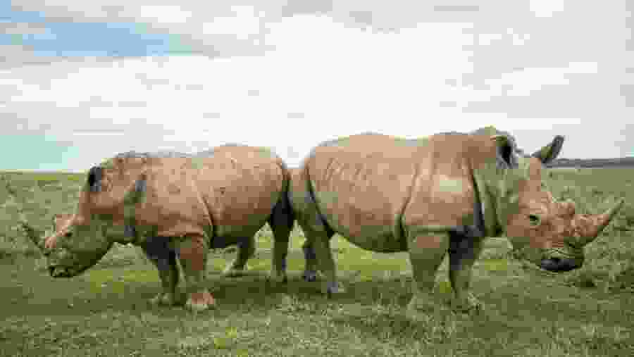 White Rhinos