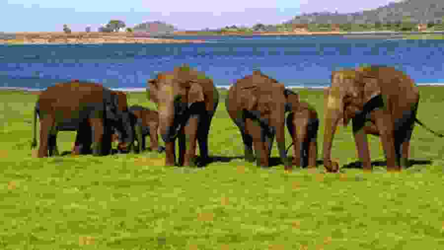 See Elephants