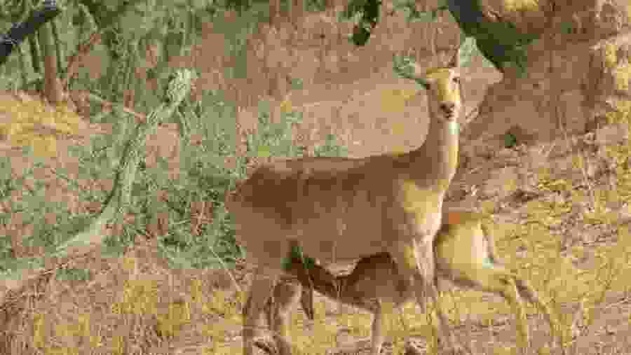 Pendjari National Park