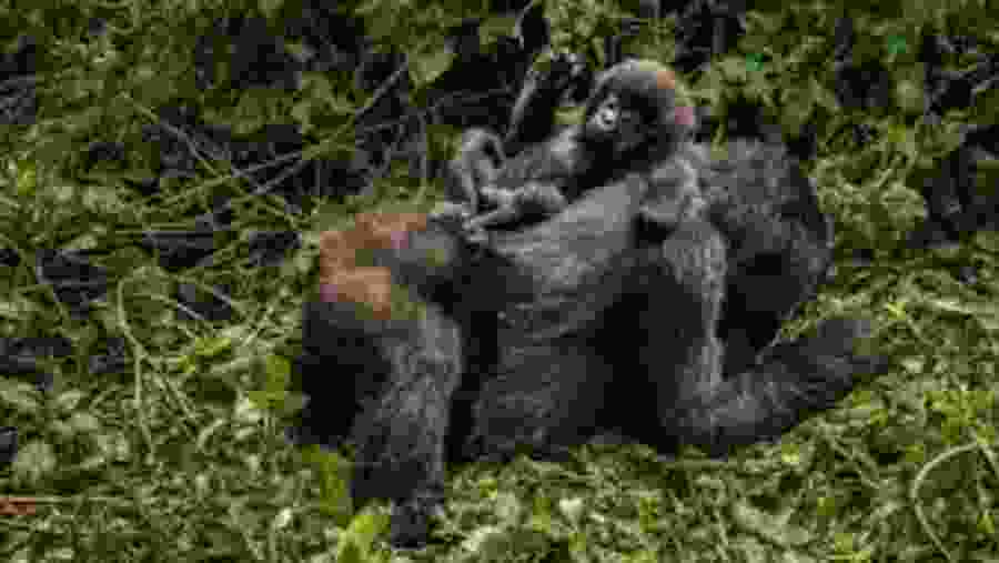 Gorilla Trekking in Volcanoes National Park