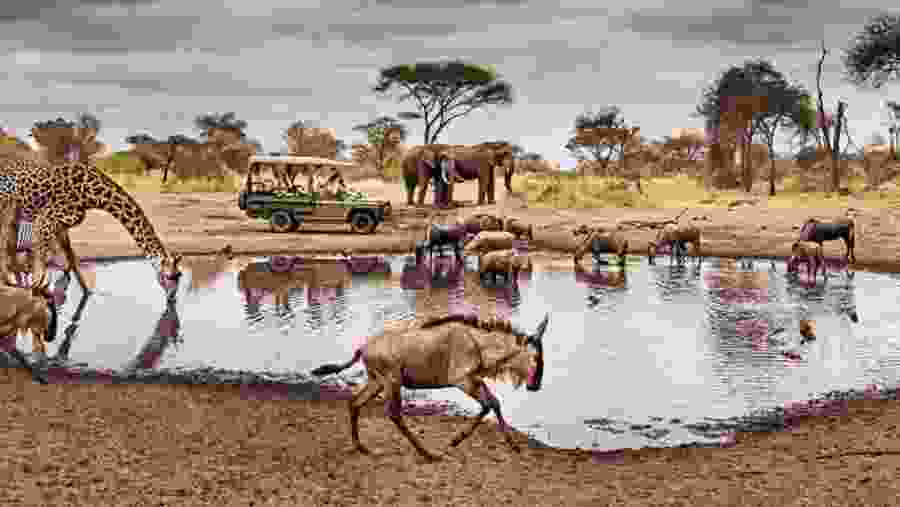 Witness the wildlife