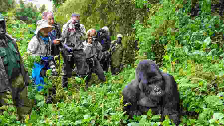 Gorilla Trekking in Uganda