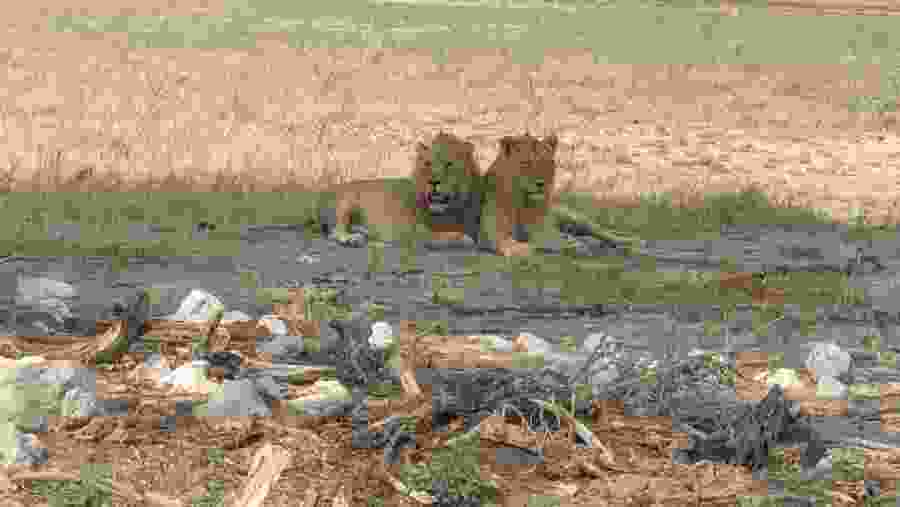 Witness the African wildlife