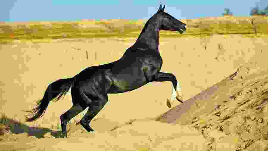 Akhal-Teke horse