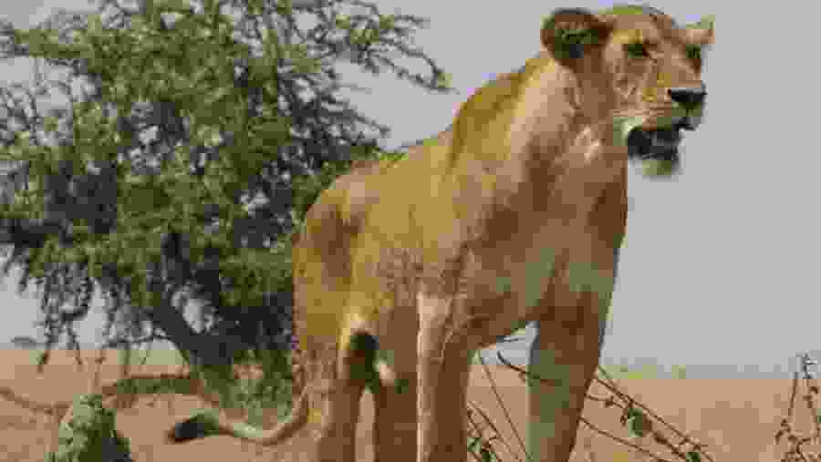 Lioness