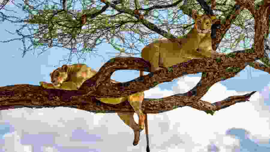 LAKE MANYARA NATIONAL PARK
