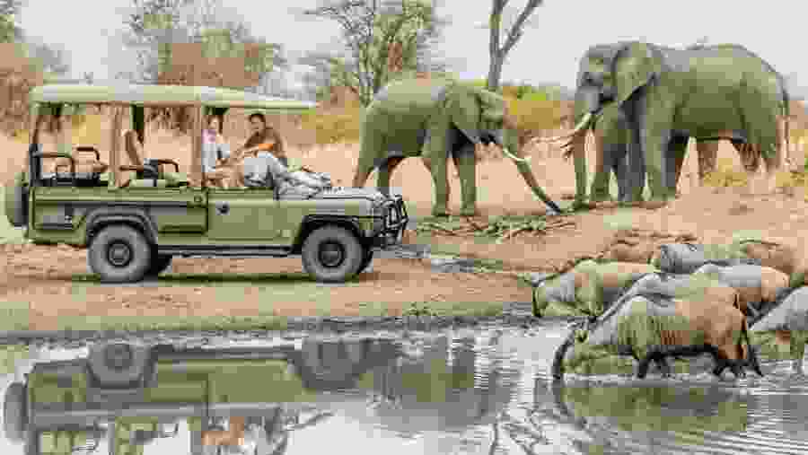 Witness the African wildlife