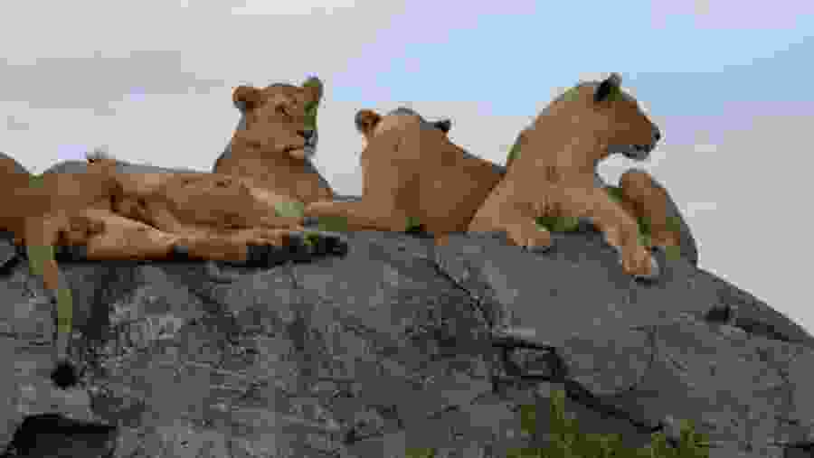 4-Day Tanzania Sharing Safari Serengeti, Tarangire & Ngorongoro Game Drive with AFRICA NATURAL TOURS LTD
