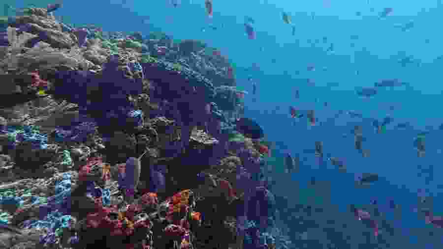 Enjoy Snorkelling at Red Beach, Indonesia