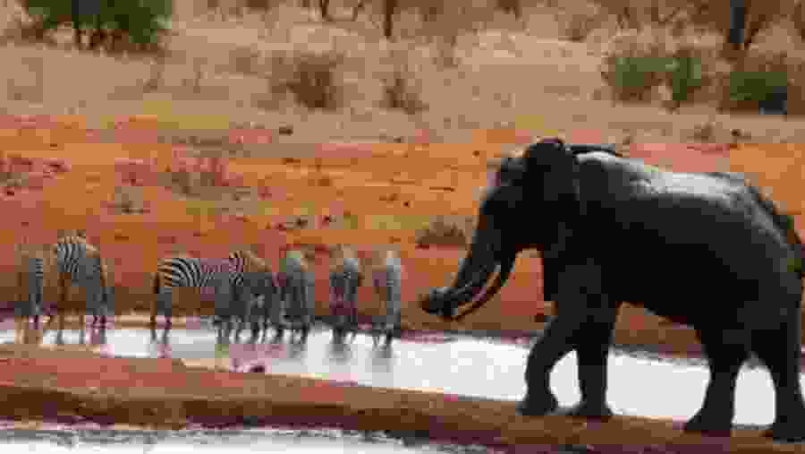 Tsavo West Amboseli Naivasha