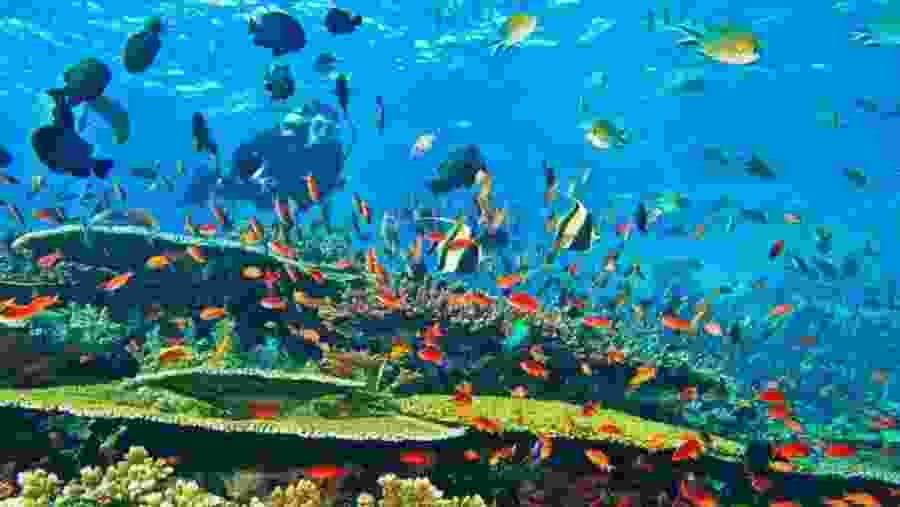 Wildlife in Malindi Marine Park