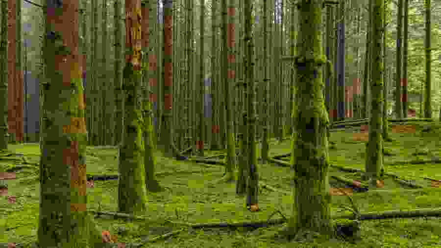 Mossy Forest