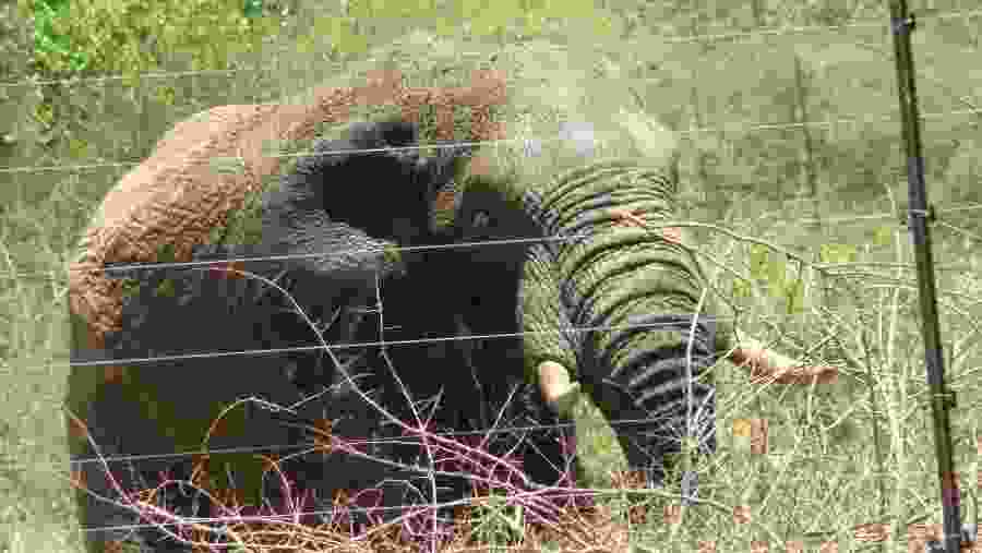 Encounter Elephant Next To the Fence-line