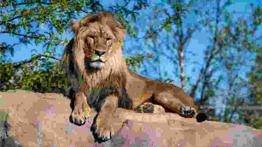 African Lion