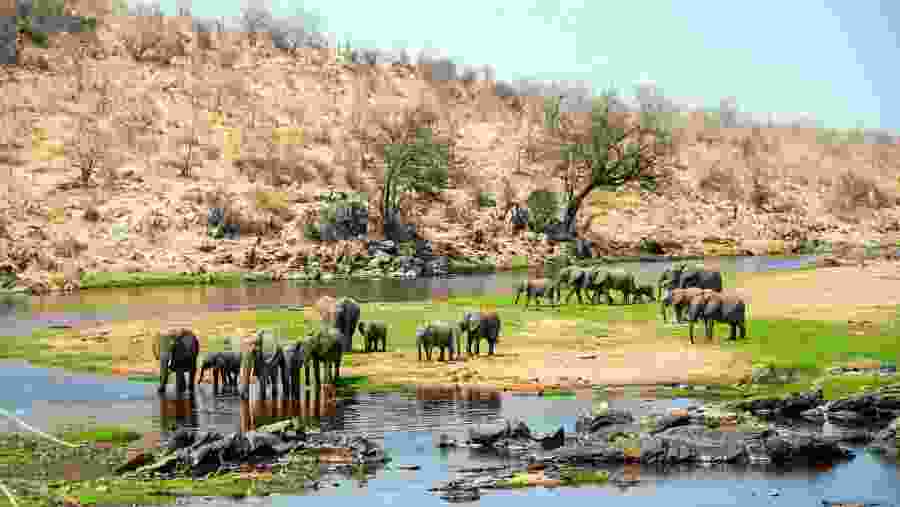African Bush Elephants