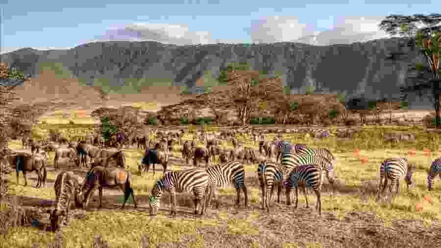 Tanzania Safari