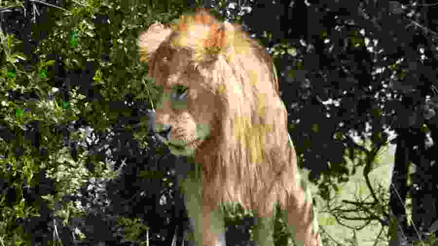 Lions in Tanzania