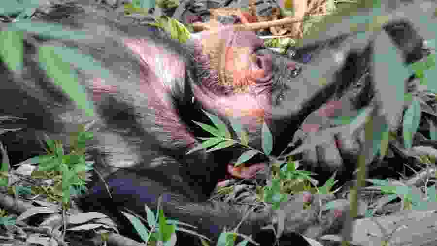 Chimpanzee at Gombe National Park