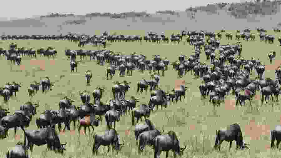 Herd grazing 