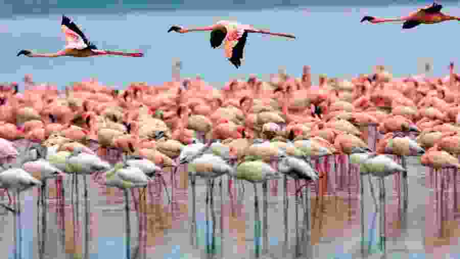 Flamingo Great Rift Valley