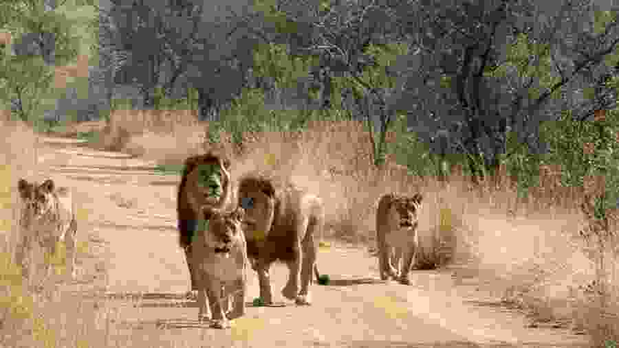 Lions in Mikumi National Park