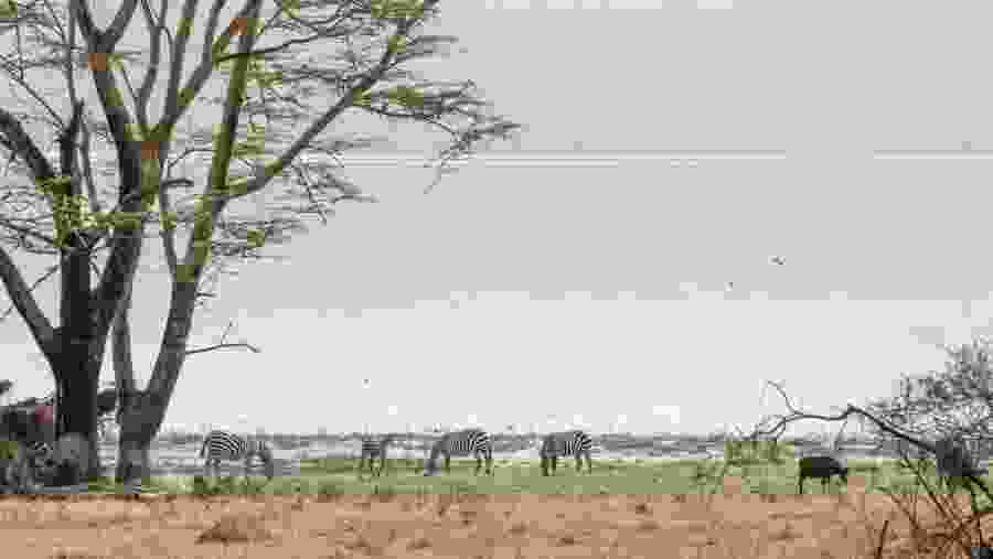 Spot Zebras and Other Animals at Lake Nakuru