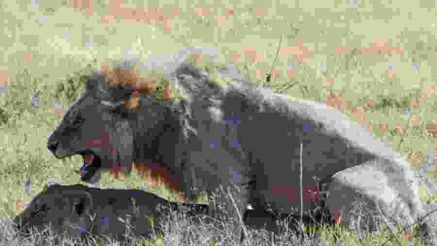 Wildlife of Ngorongoro