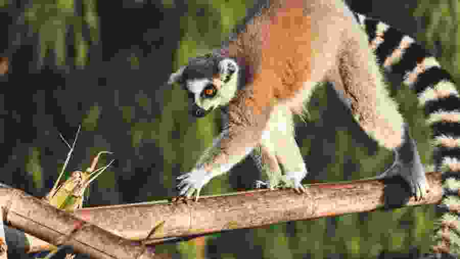 Ring-tailed Lemu