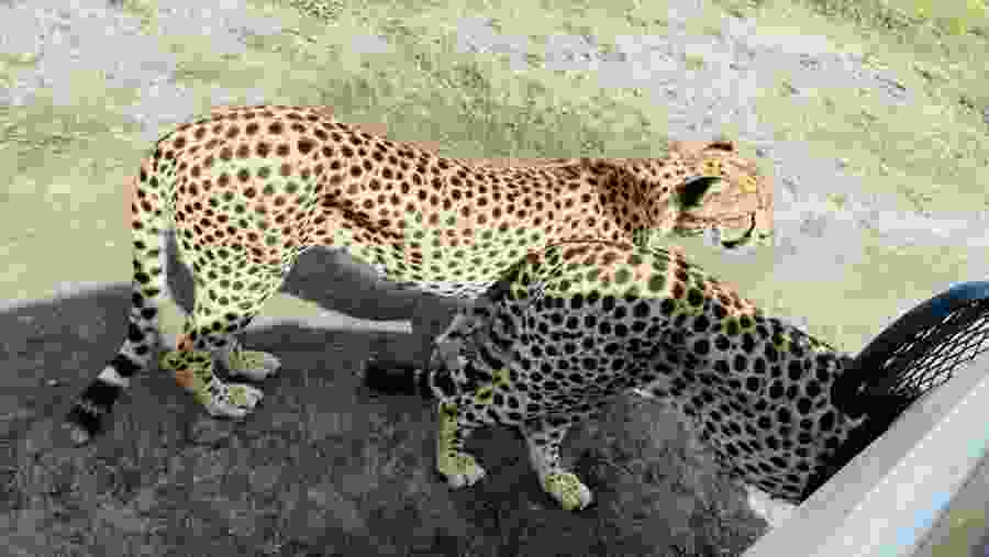Northwest African cheetah