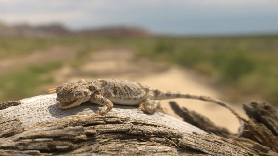Altyn-Emel National Park