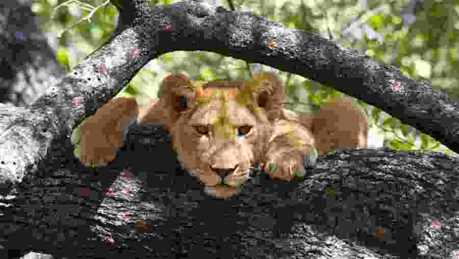 Lake Manyara National Park