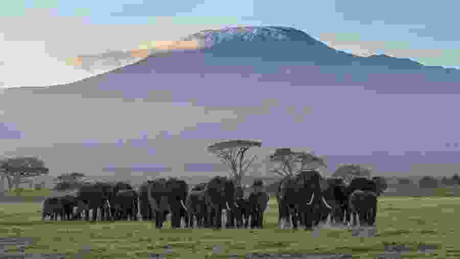 elephant herd with Kilimanjaro background