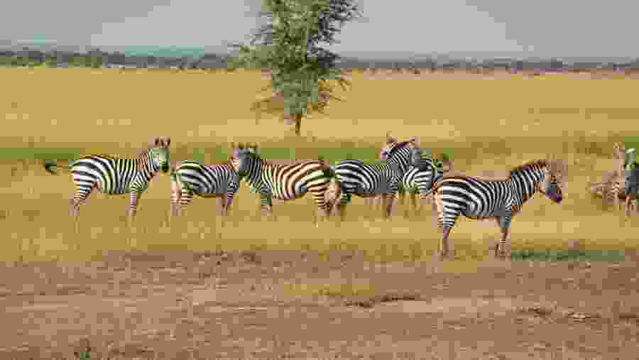 Zebras