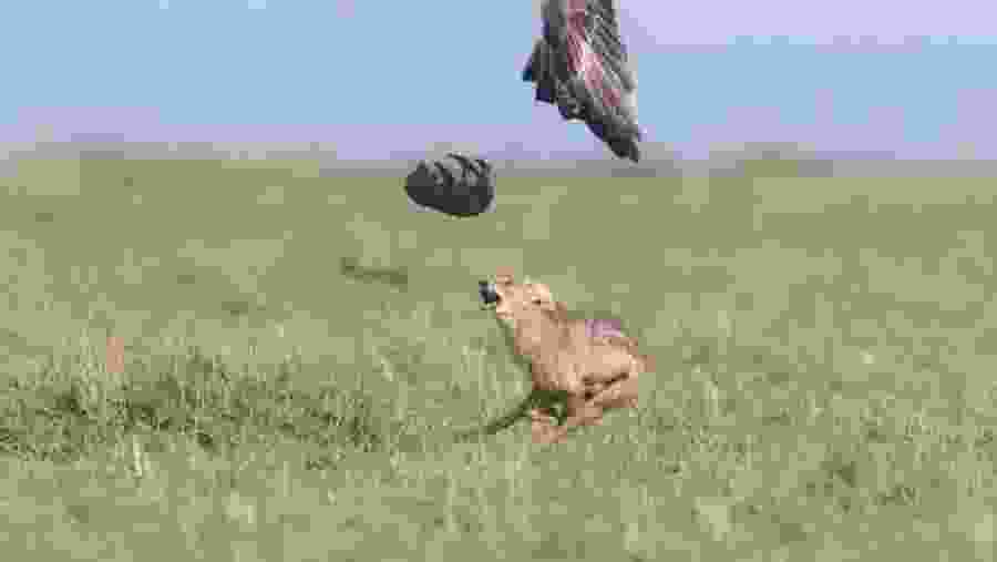 Explore the biodiversity at Ngorongoro Crater