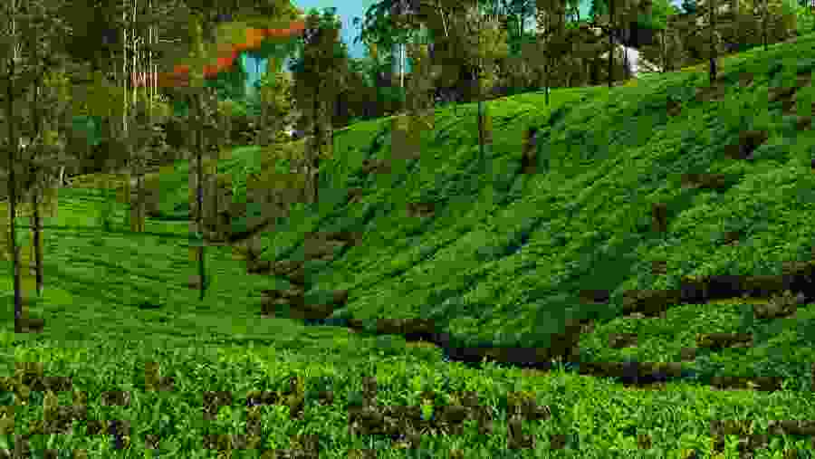 Tea plantations