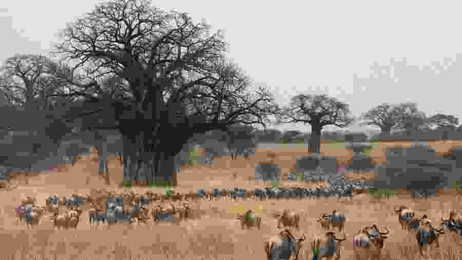 Witness the wildebeest migration