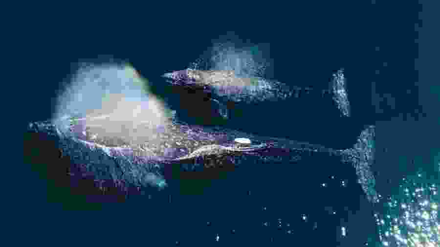 Whale Watching In Kalpitiya