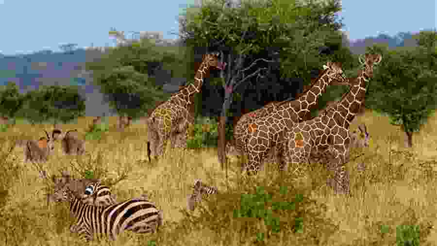 Kenya–Tanzania Magical Safari