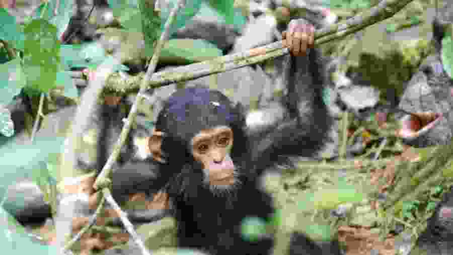 Baby Chimpanzee at Gombe Stream National Park