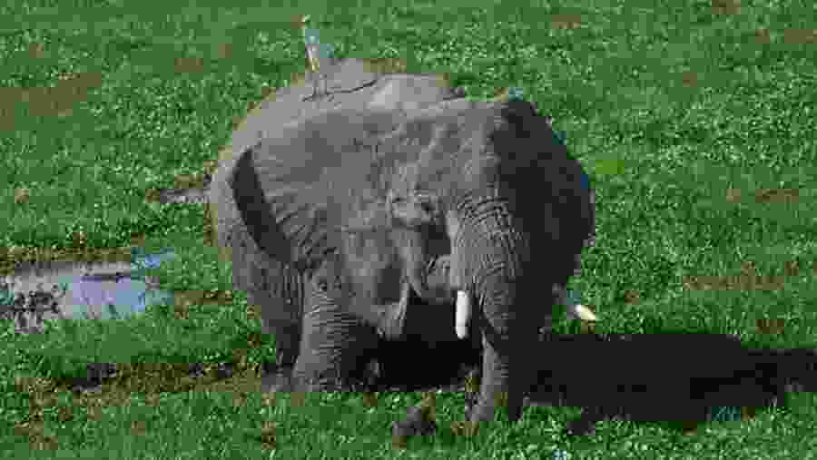 African bush elephant